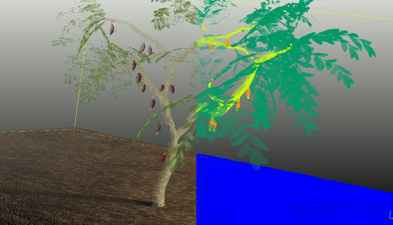 One cacao tree, twice · colorized | classified