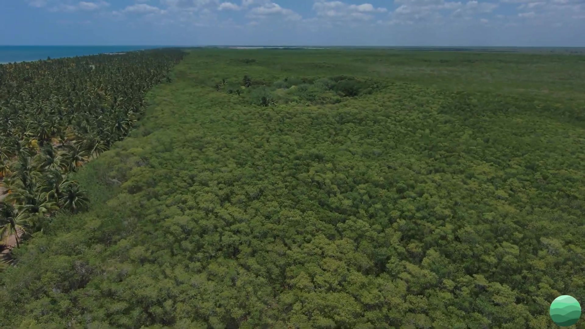 Mangrove Restoration
