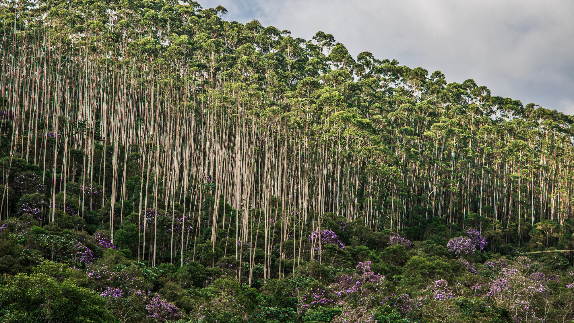 Plantations