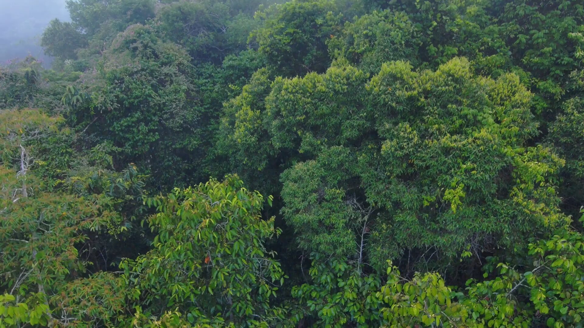 Biodiversity Monitoring