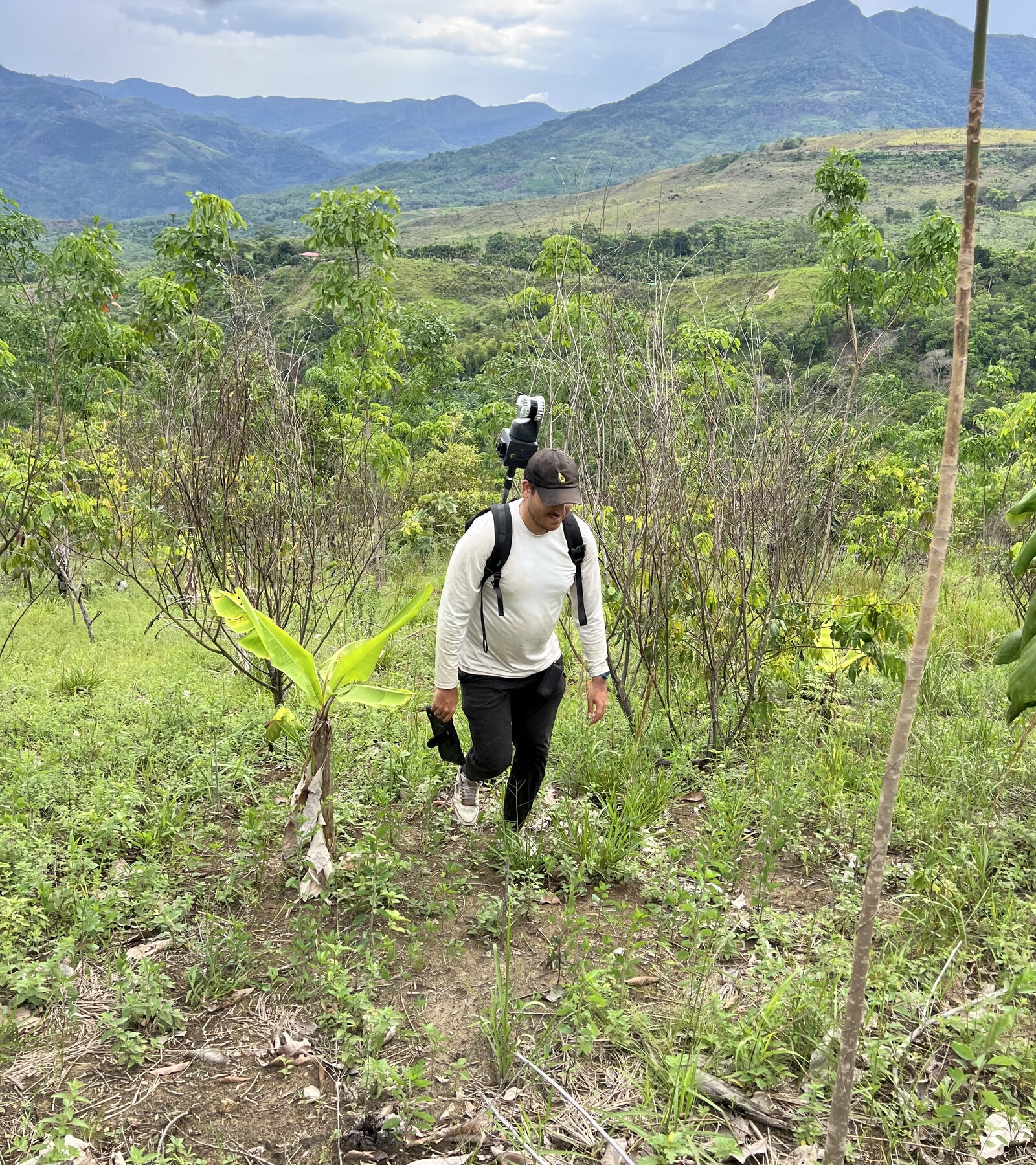 Reforestation